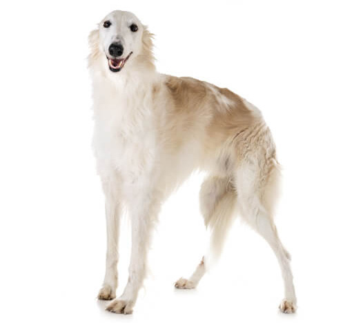 Сергей Мотыгин