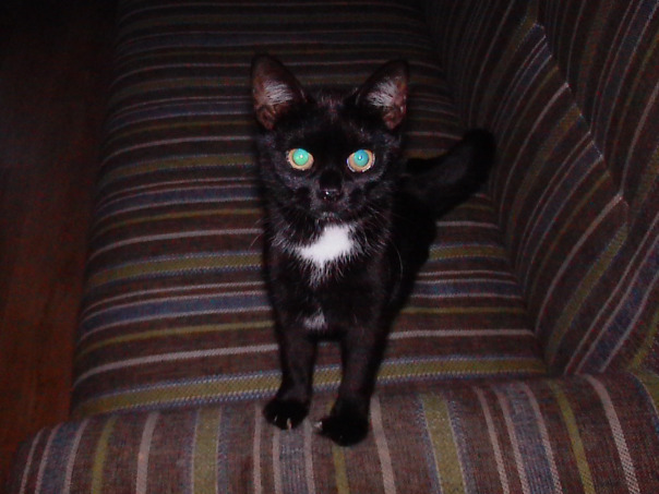 Елисей Родькин