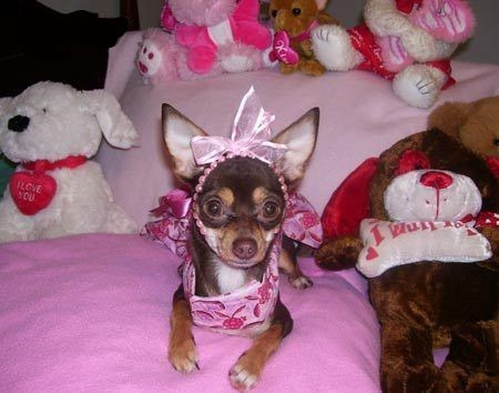 Даниил Фруктозавр