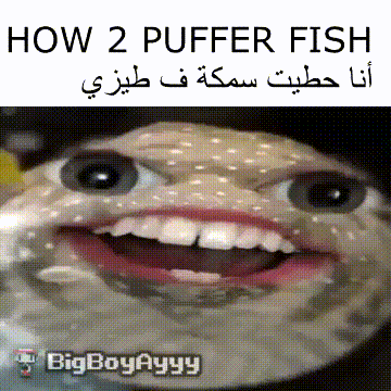 how 2 puffer fish