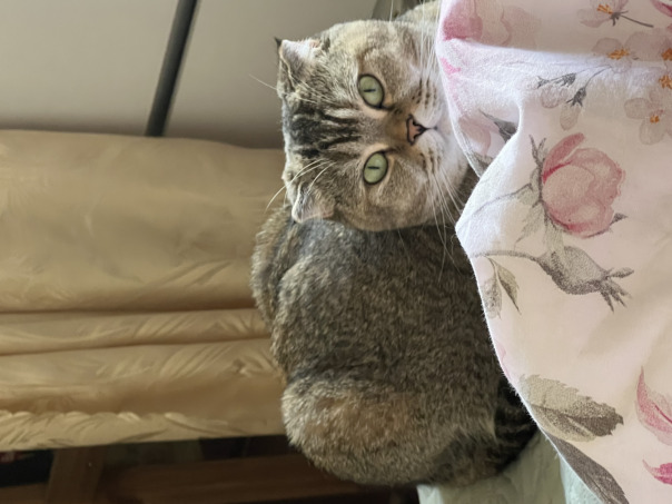 Моя кошка.Ириска. =3