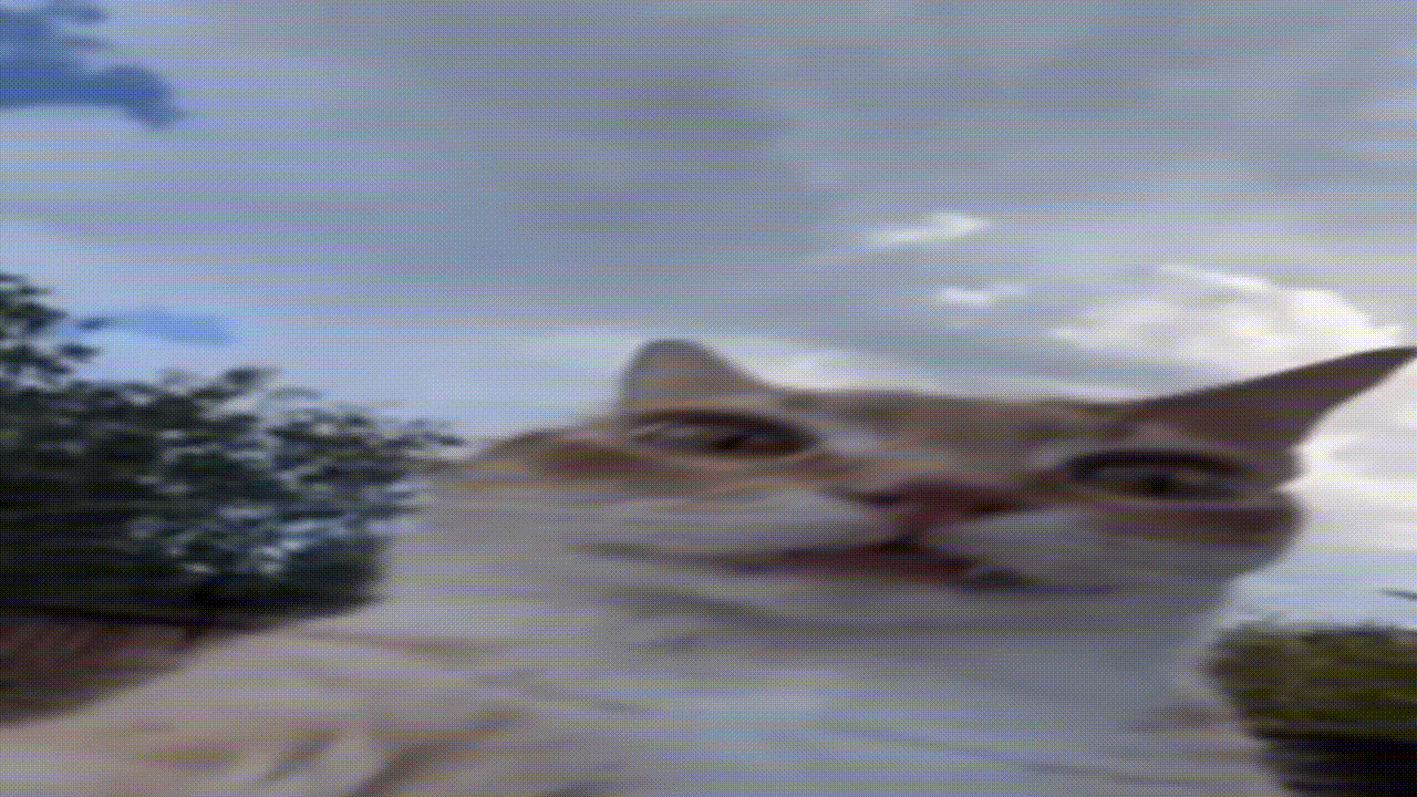 коты | ладно