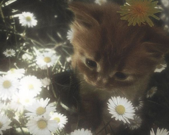 Соня Солнцева