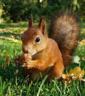 Кедровый Орешек