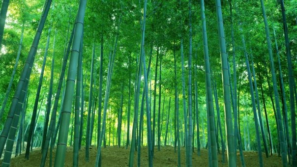 Японский бамбук занимает особое мест...