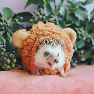 Max Hedgehog