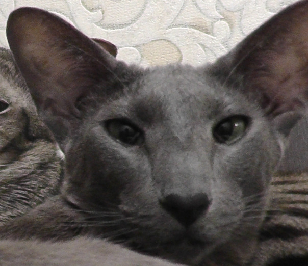 Шива Котович