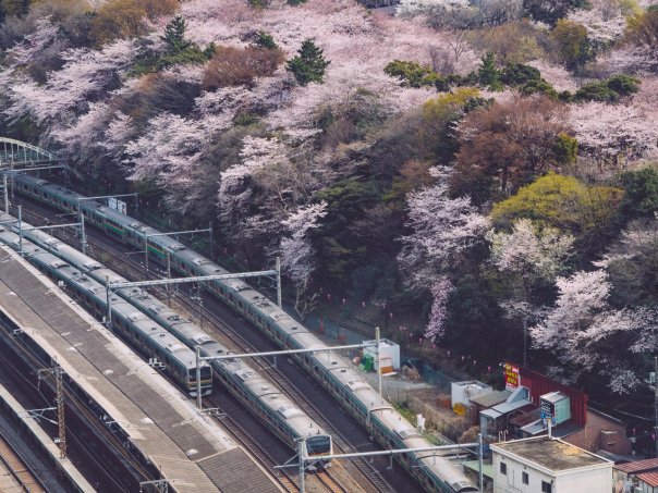 Парк Асукаяма, Токио
...