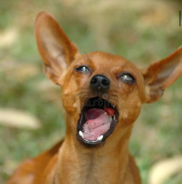 Куся Шикльгрубер