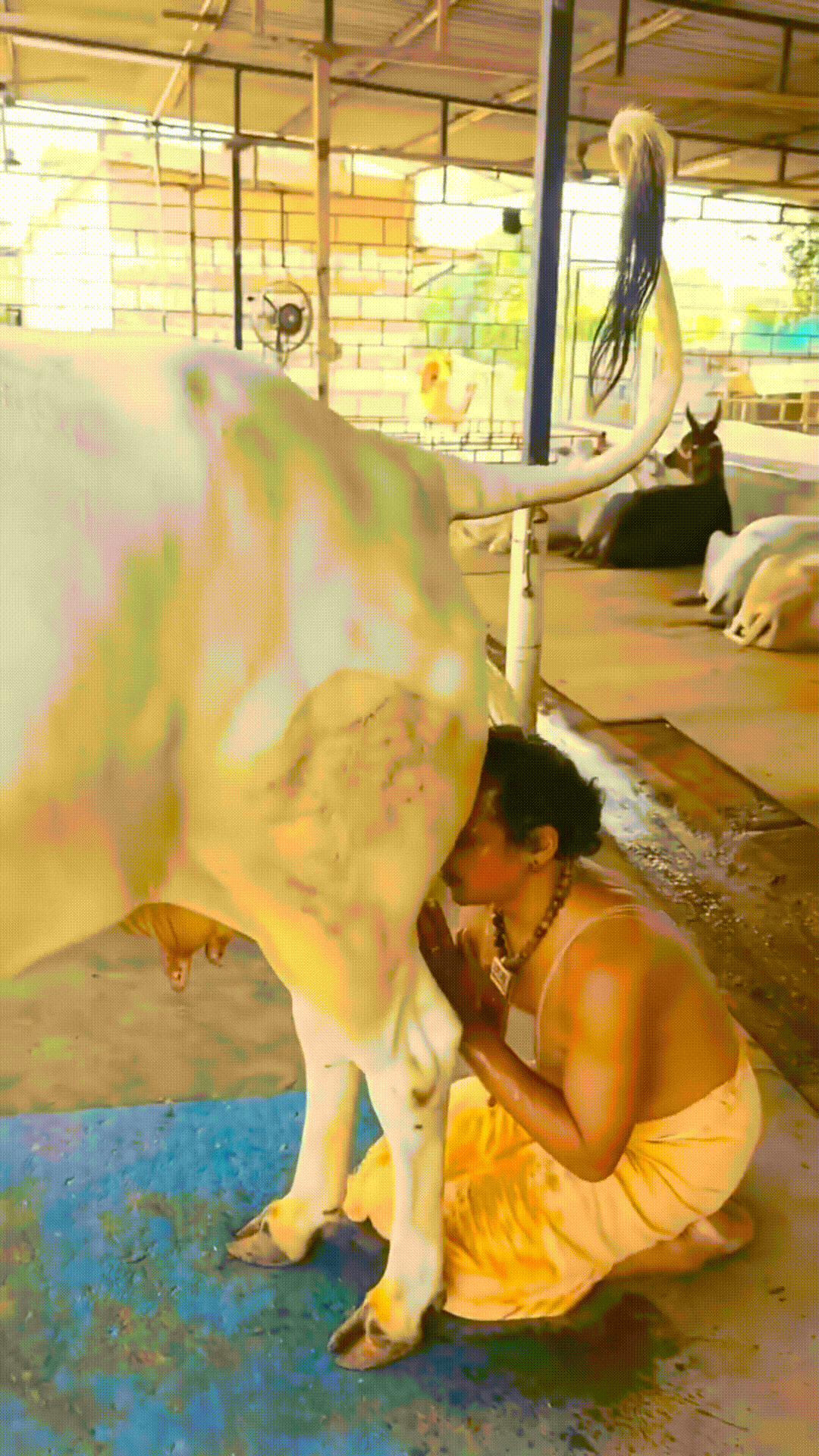 нектар амриты