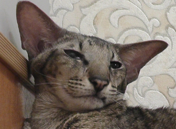 Зевс Котович