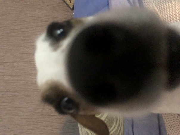 моя собачка ролекс <3
...