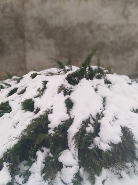 "Ой, зима! Ой, зима!
Белая метелица...