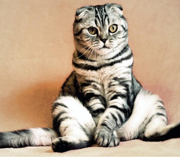 Алексей Григорьев