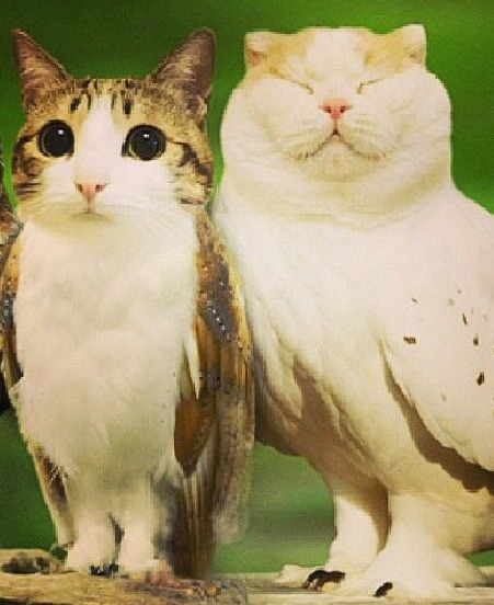 Лизок Двойной