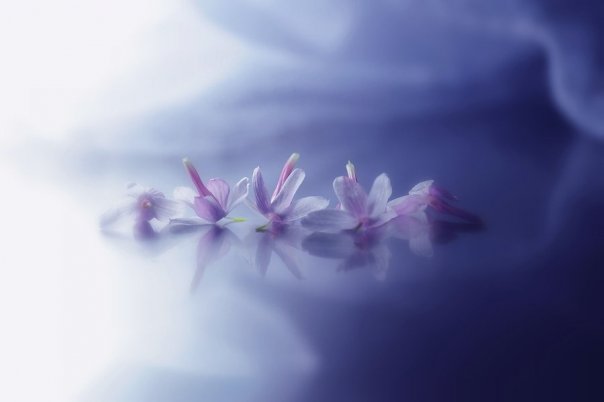 Опавший цветок не вернется на ветку....