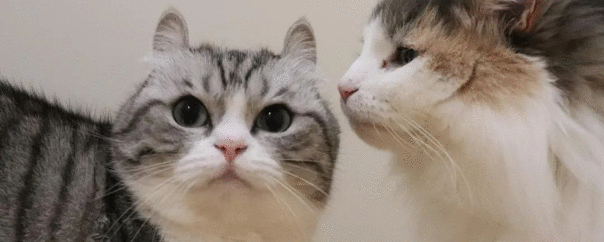 Алекснадр Умный