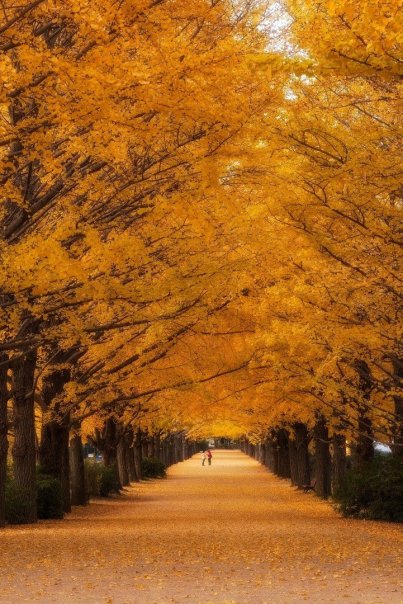 Парк в Акисиме, Япония....