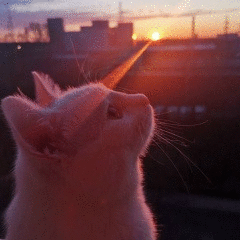 Алена Кокшарова