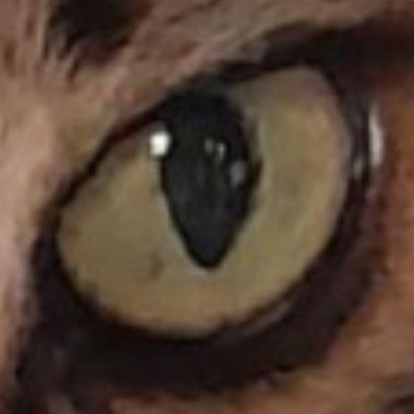 Миша Соловянчик