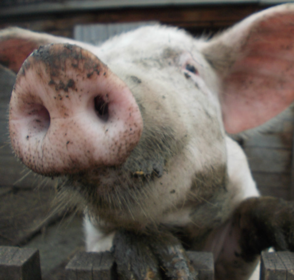 Вадим Петрушин