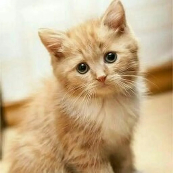 Фотографии со стены