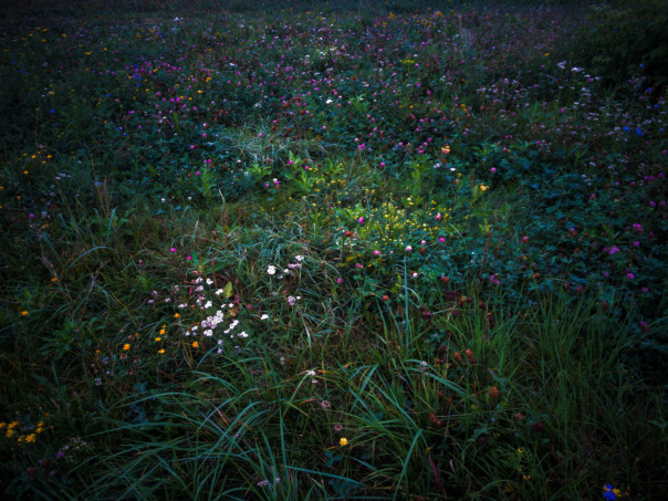 Just beautiful pictures