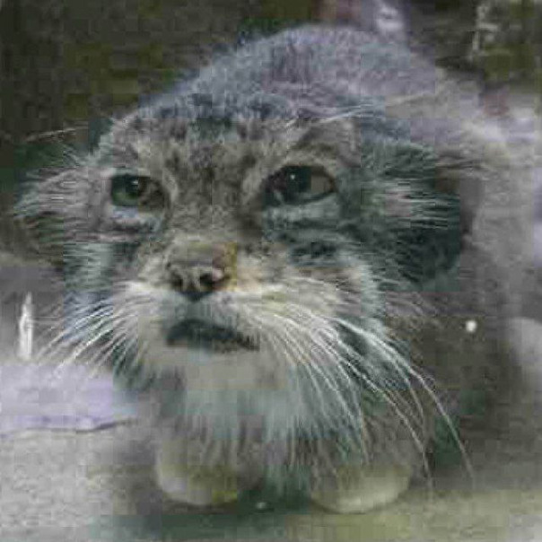 Чамп Качинский