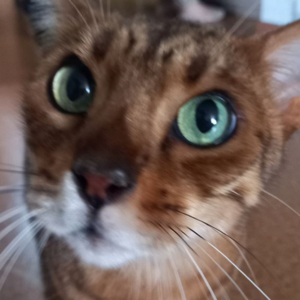 Самир Хазиев