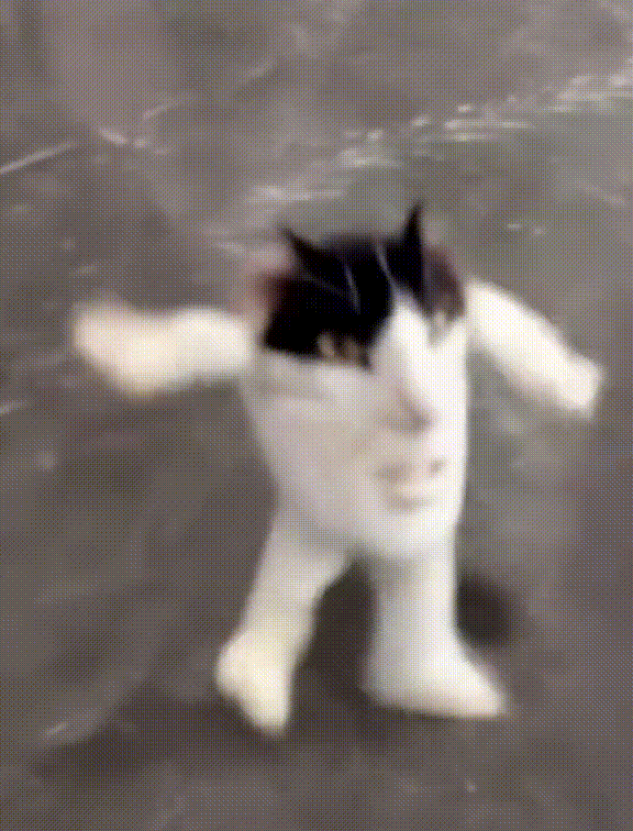 Кот дюспаталин