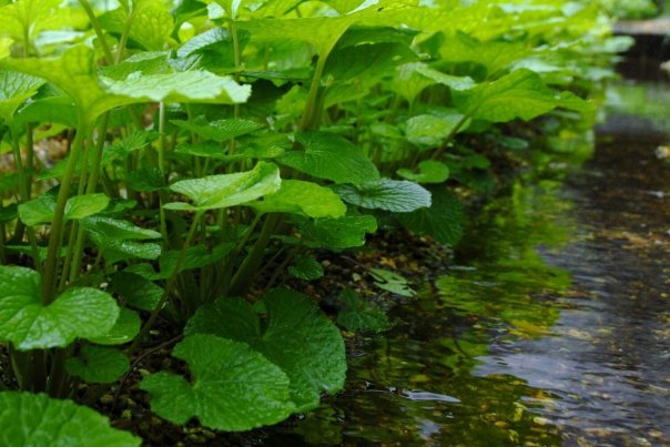 Васа́би — вид многолетних травянисты...