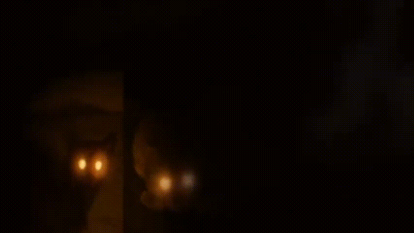 📺 История кошек за 18 минут: Как они приручили людей