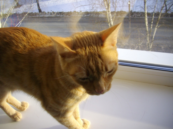 Фотографии со страницы