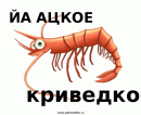 ацкое криведко XD