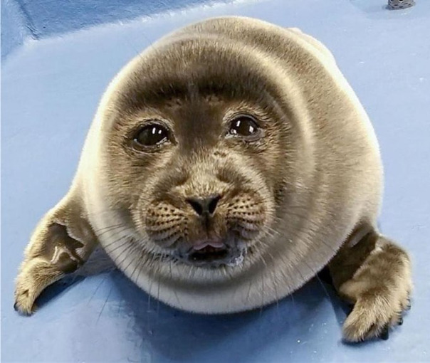 Давид Ромашков