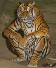 Павел Кутуев