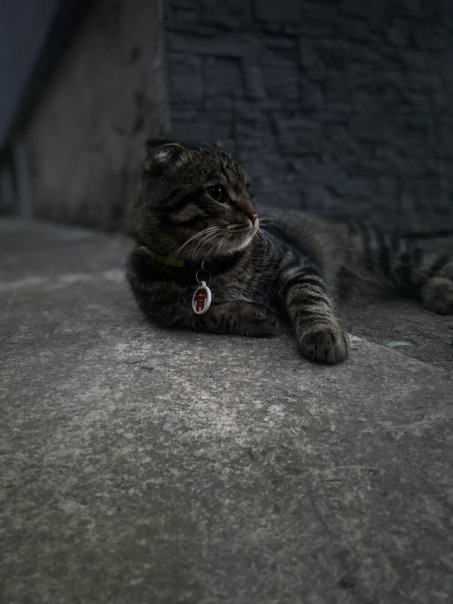 Денчик Чпенчик