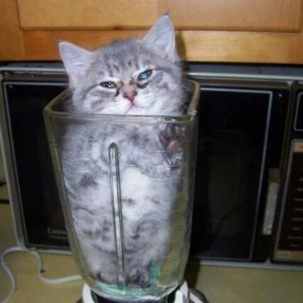 Лиза Царевская