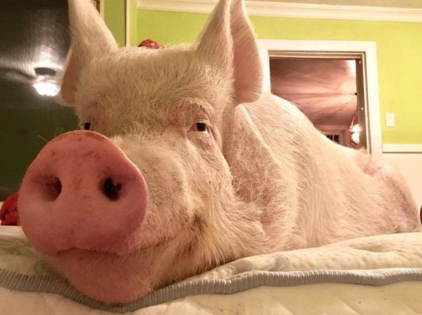 Довольный, наелся и ляжит...