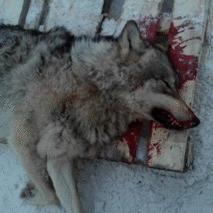 Фотографии со страницы