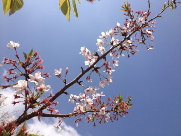 Любовь японцев к цветам

Каждый ме...