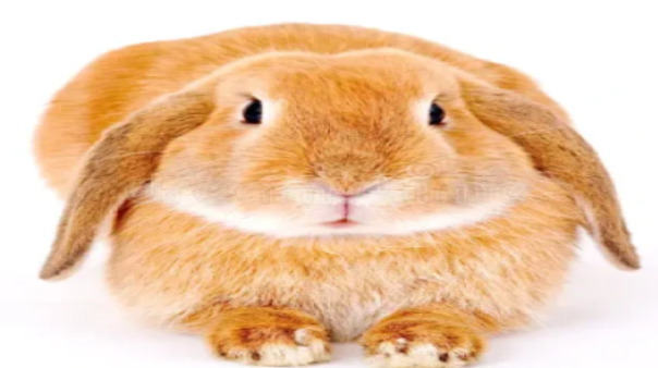 Егор Носивец