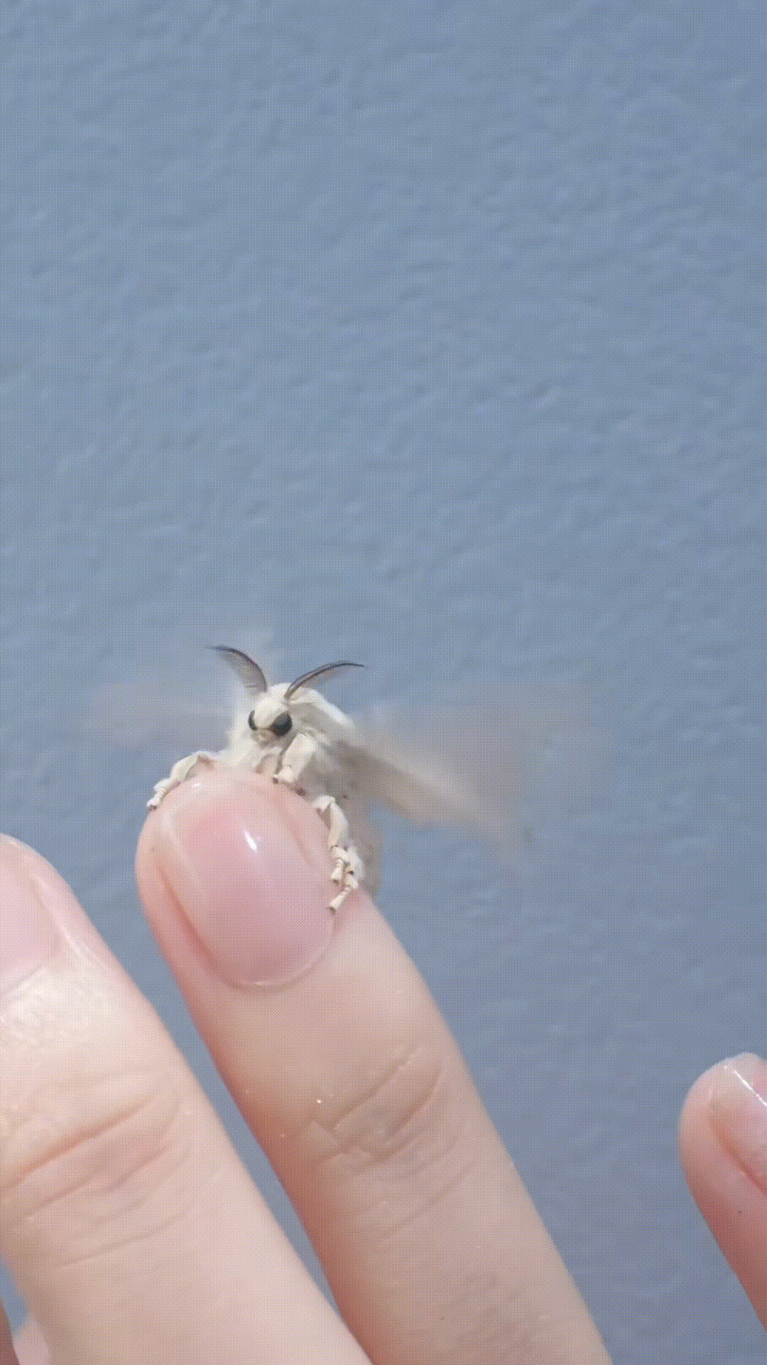 7511654024861502738 カイコの可愛さを世界に伝えたい #カイコ #カイコガ #蚕 #蛾 #虫活 #sil