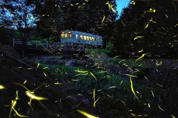 Июнь - время светлячков!

Предгорь...