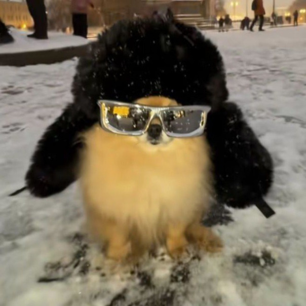 Мотя Пуделючий