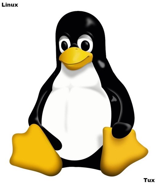 Никита Рождествин