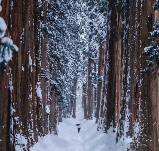 Храм Тогакуши зимой окружен заснежен...