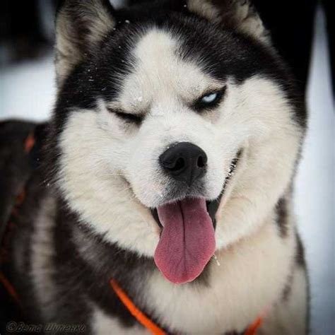 Вовка Римский