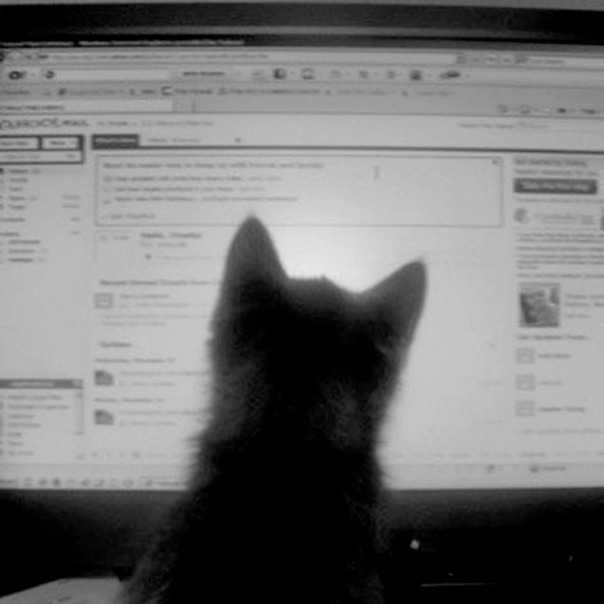 Кетти Харис