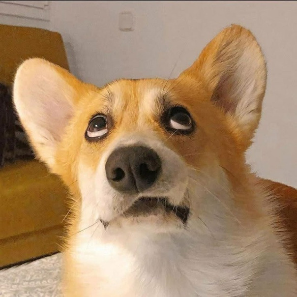 Dev Corgi